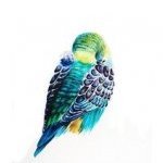 A Budgie