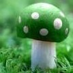 Mushroom Catalog