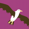 Magenta Albatross