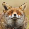 Majestic Fox