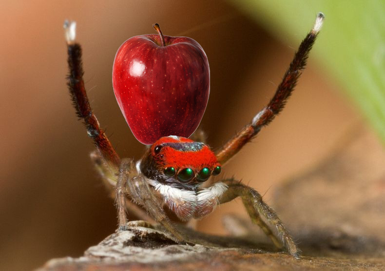 Apple Spider2.jpg
