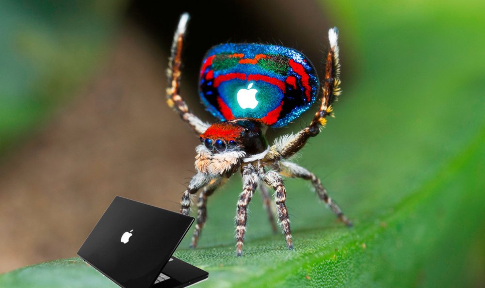 AppleMac Spider.jpg