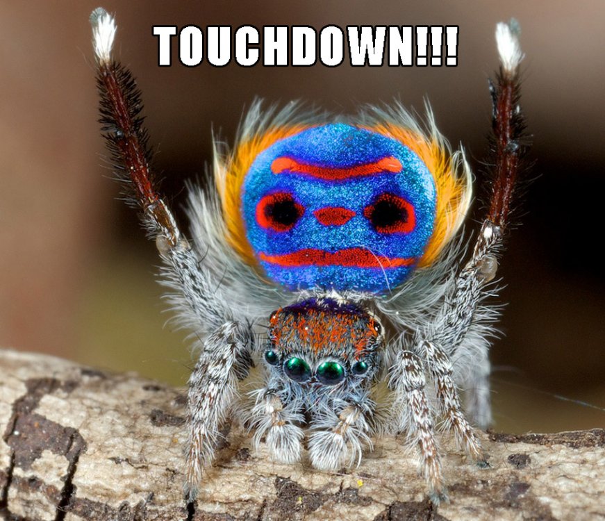 Touchdown Peacock Spider.jpg