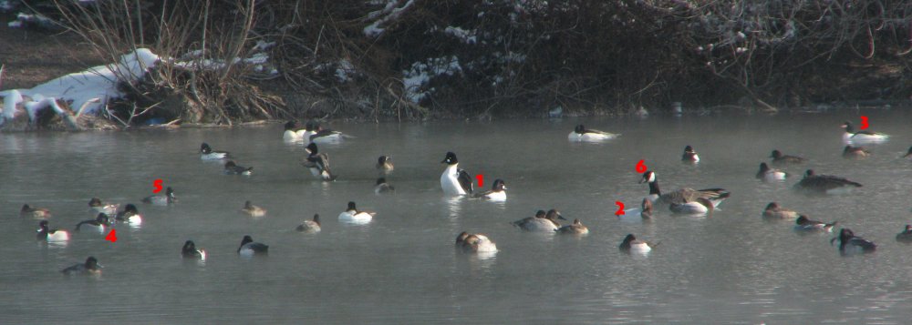 Salem Pond Waterfowl Numbered.jpg