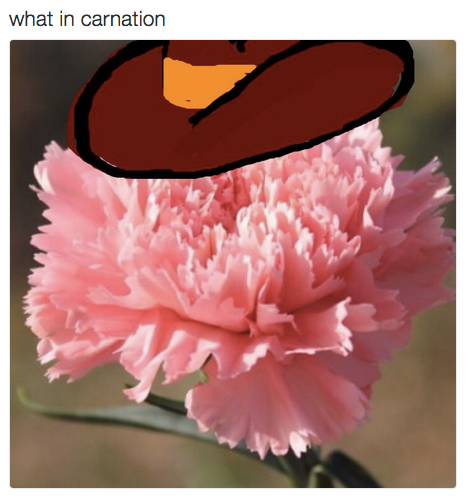 What in Carnation.png