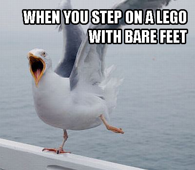 Seagull Stepping on a Lego.jpg