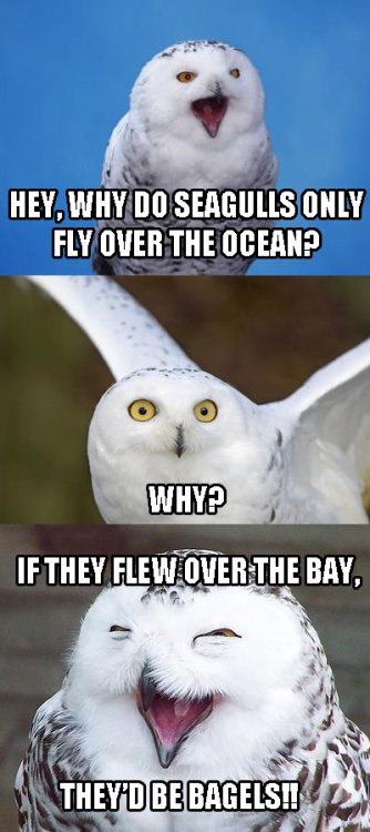 Bad Pun Owl Seagulls and Bagels.jpg