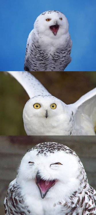 Bad Pun Owl Template.jpg