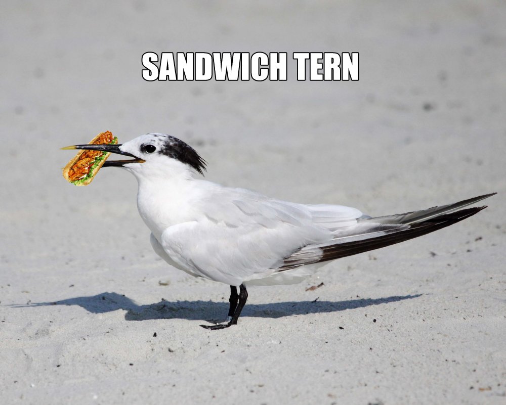 Sandwich Tern Pun.jpg