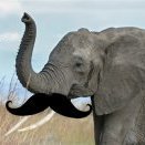 ElephantEarwax