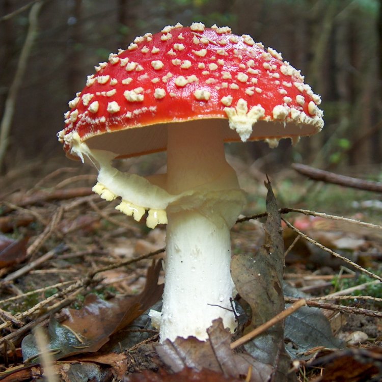mushroom-essence-amanita-muscaria.thumb.jpg.94f3edb51bc01f0c1057f4532d3d2c82.jpg